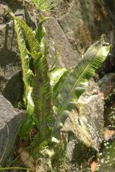 Asplenium scolopendrium. Mature plant with entire fronds, and sori elongated along the veins away from the margins.
 Image: L.R. Perrie © Leon Perrie CC BY-NC 3.0 NZ